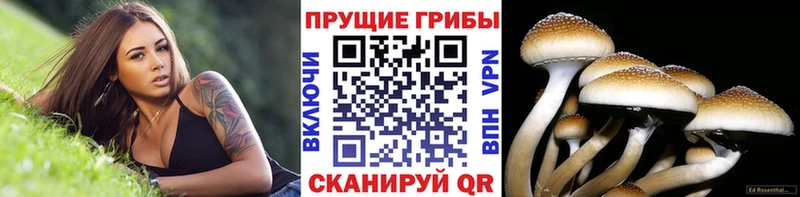 Псилоцибиновые грибы мицелий  магазин продажи наркотиков  мориарти клад  Архангельск 